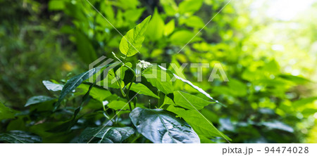 山に咲くとうがらしの花 94474028