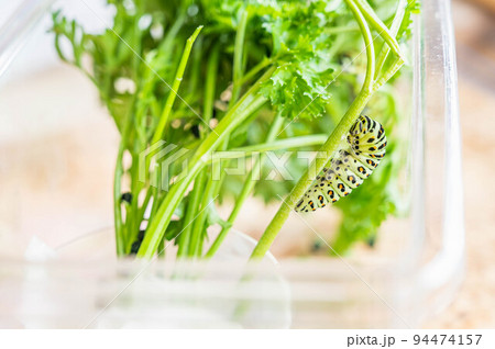 サナギになる直前のキアゲハの幼虫 サナギになる直前のキアゲハの幼虫 94474157