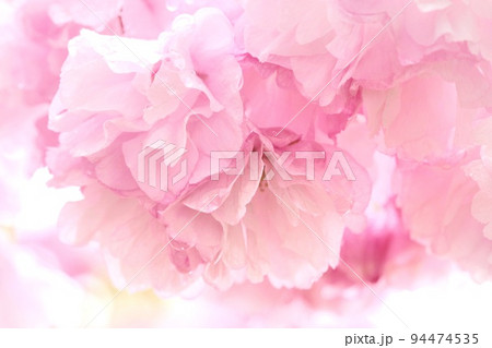 松月　ショウゲツ　八重咲の桜　密に咲く　花見　クローズアップ 94474535