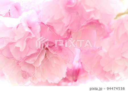 松月　ショウゲツ　八重咲の桜　密に咲く　花見　クローズアップ 94474536