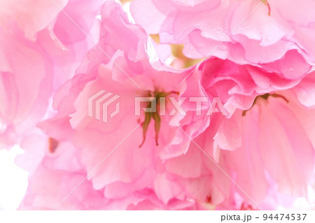 松月　ショウゲツ　八重咲の桜　密に咲く　花見　クローズアップ 94474537