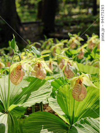 群生するランの花 蘭(4月)クマガイソウ(熊谷草)27V3.4の写真素材