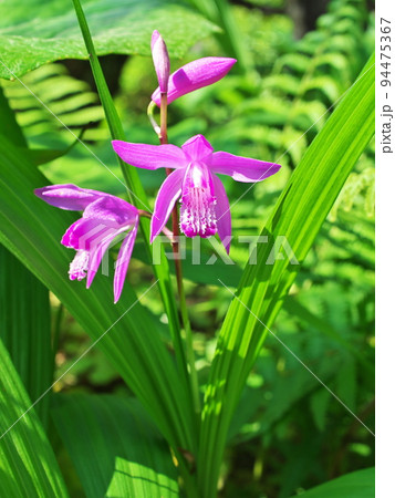 5月に咲く紫蘭の花 94475367