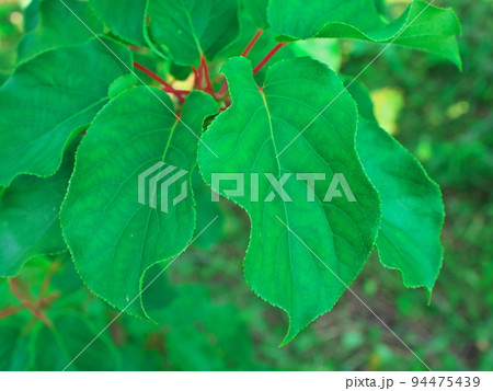 キウイフルーツのオス木の葉 94475439