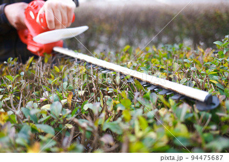 Close-up bush cutting. Bushes care concept.. Close-up bush cutting. Bushes care concept.. 94475687