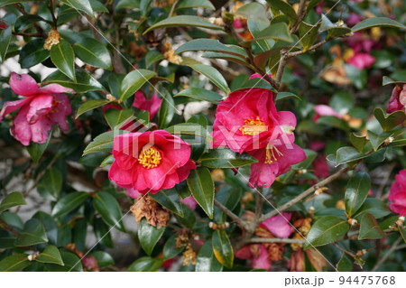 サザンカの花 サザンカの花 94475768