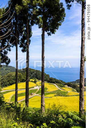 【新潟県・岩首昇竜棚田】青い海と黄金色に輝く佐渡産コシヒカリ 9月 【新潟県・岩首昇竜棚田】青い海と黄金色に輝く佐渡産コシヒカリ 9月 94476008