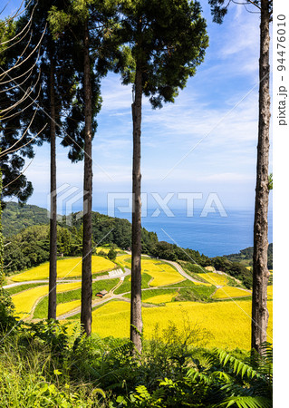 【新潟県・岩首昇竜棚田】青い海と黄金色に輝く佐渡産コシヒカリ 9月 【新潟県・岩首昇竜棚田】青い海と黄金色に輝く佐渡産コシヒカリ 9月 94476010