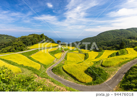 【新潟県･岩首昇竜棚田】青い海と黄金色に輝く佐渡産コシヒカリ 9月 94476018