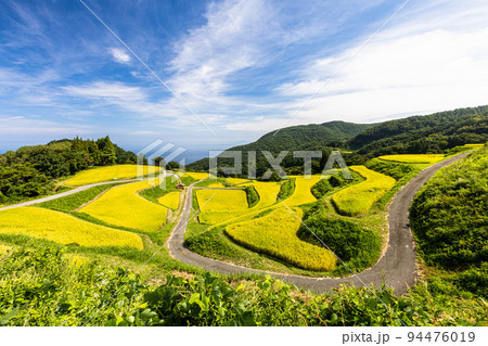 【新潟県･岩首昇竜棚田】青い海と黄金色に輝く佐渡産コシヒカリ 9月 94476019