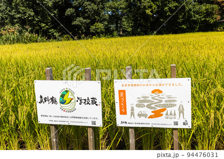 【新潟県･岩首昇竜棚田】青い海と黄金色に輝く佐渡産コシヒカリ 9月 94476031
