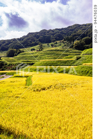 【新潟県･岩首昇竜棚田】青い海と黄金色に輝く佐渡産コシヒカリ 9月 94476039