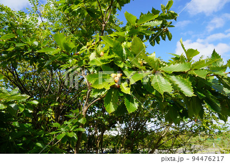 ミズナラのどんぐり 94476217