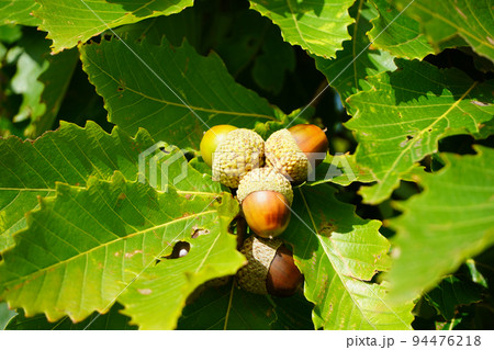 ミズナラのどんぐり ミズナラのどんぐり 94476218