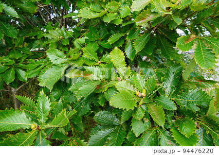 ミズナラのどんぐり 94476220