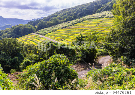 【新潟県･小倉千枚田】黄金色に輝く佐渡産コシヒカリ 9月 94476261