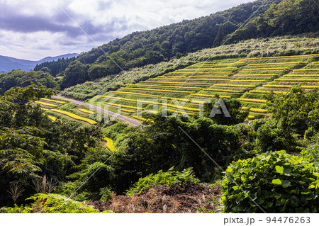 【新潟県･小倉千枚田】黄金色に輝く佐渡産コシヒカリ 9月 94476263