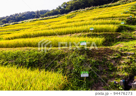 【新潟県･小倉千枚田】黄金色に輝く佐渡産コシヒカリ 9月 94476273