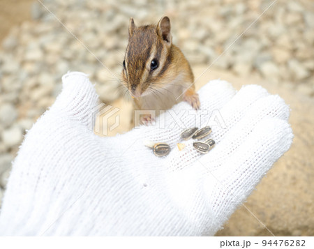 リスの森飛騨山野草自然庭園　シマリス　2022 94476282