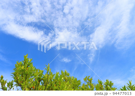 緑の葉 木 青空 白い雲 緑の葉 木 青空 白い雲 94477013