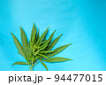 Close up green fresh cannabis leaf on a blue background 94477015