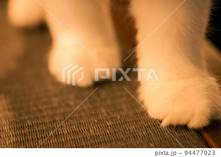 子猫の前足 子猫の前足 94477023