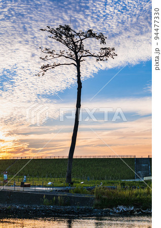陸前高田　奇跡の一本松　朝景 94477330