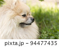 Pomeranian small dog. Close up portrait. 94477435