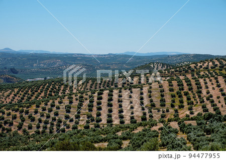 view of an olive grove in Rute, Andalusia, Spain view of an olive grove in Rute, Andalusia, Spain 94477955