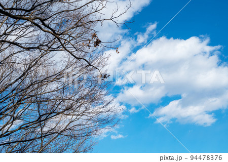 七沢森林公園 枯れ木 青空 冬空 【神奈川県 厚木市】 94478376