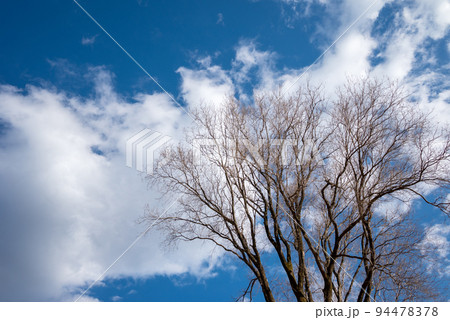 七沢森林公園 枯れ木 青空 冬空 【神奈川県 厚木市】 七沢森林公園 枯れ木 青空 冬空 【神奈川県 厚木市】 94478378