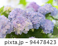 Fresh hortensia bright blue flowers and green leaves background. 94478423
