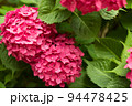 Close Up Light Pink Hortensia Fresh Flowers Blur Background. 94478425