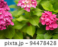 Close up vivid pink hortensia fresh flowers blur background. 94478428