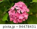 Close up light pink hortensia fresh flowers blur background. 94478431