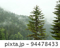 Big spruce against the backdrop of a misty mountain. 94478433