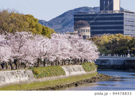満開の桜と原爆ドーム 平和記念公園の春の風景 広島観光名所 2023年G7サミット 満開の桜と原爆ドーム 平和記念公園の春の風景 広島観光名所 2023年G7サミット 94478833