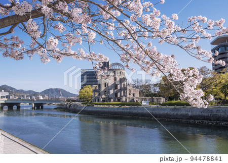 満開の桜と原爆ドーム　平和記念公園の春の風景　広島観光名所　2023年G7サミット　 94478841
