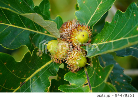 カシワのドングリ カシワのドングリ 94479251
