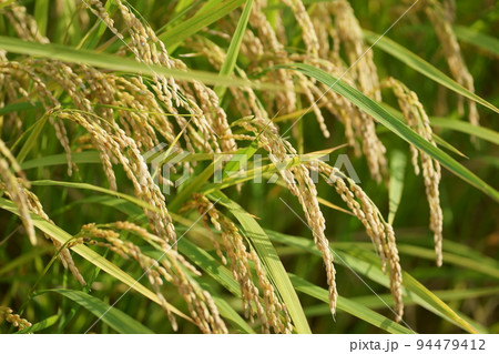 収穫　稲　秋　黄金色 94479412