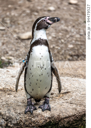 Humboldt Penguin, Spheniscus humboldti in a park Humboldt Penguin, Spheniscus humboldti in a park 94479527