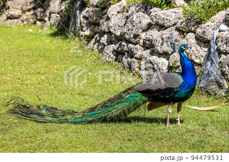 Indian Peacock or Blue Peacock, Pavo cristatus Indian Peacock or Blue Peacock, Pavo cristatus 94479531