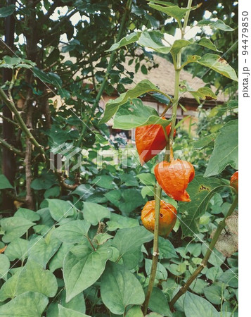 ほおずき ほおずき 94479850