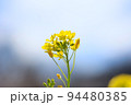綺麗な黄色の満開の菜の花畑 94480385