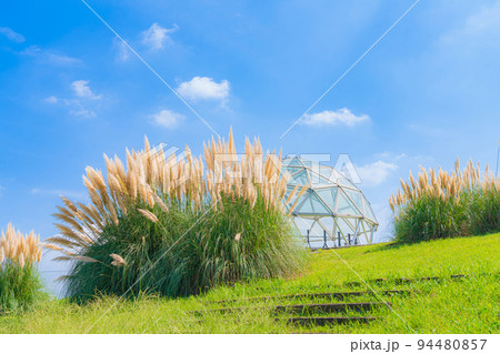 愛・地球博記念公園、満開のパンパスグラス〈愛知県長久手市〉 94480857