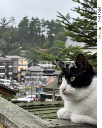 観光地に住む猫 94480864