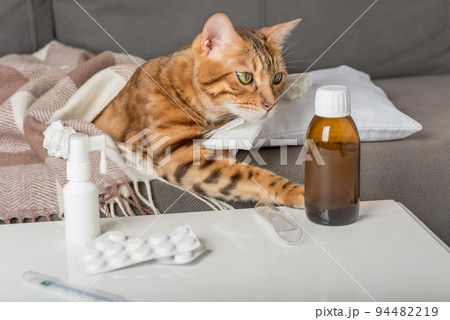 A sick cat lies on the couch, wrapped in a blanket. Bengal cat with flu or cold symptoms being treated at home. 94482219
