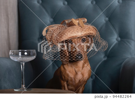 A dachshund dog in a fashionable hat with a veil sits in an armchair in the living room with a filled glass on the table A dachshund dog in a fashionable hat with a veil sits in an armchair in the living room with a filled glass on the table 94482264