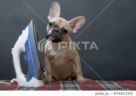 Bulldog dog irons clothes with an electric iron while sitting on an ironing board at home on a black background. Bulldog dog irons clothes with an electric iron while sitting on an ironing board at home on a black background. 94482269