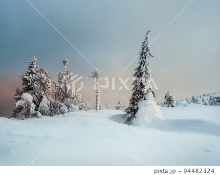 Winter minimalistic northern background with trees plastered with snow against a snow dark dramatic sky. Arctic harsh nature. Mystical fairy tale of the winter misty forest. 94482324